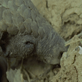 this_is_how_pangolins_search_for_food_01.gif