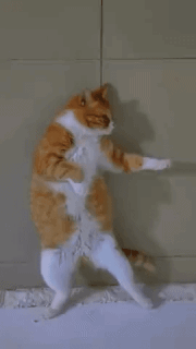 anigifdg.gif