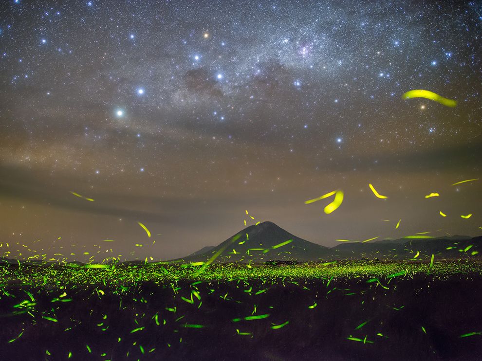 fireflies-stars-night_89915_990x742.jpg
