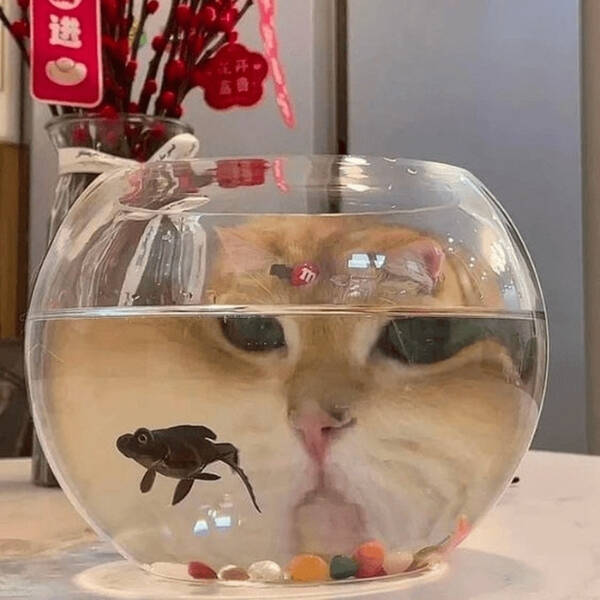 cats_being_their_hilariously_unhinged_selves_640_14.jpg