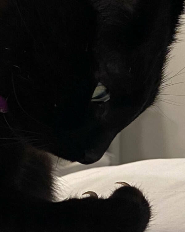 cats_being_their_hilariously_unhinged_selves_640_high_56.jpg