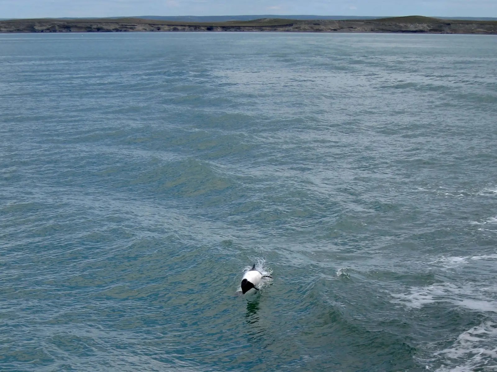 commersons-dolphin-cephalorhynchus-commersonii-in-the-strait-of-magellan.jpg