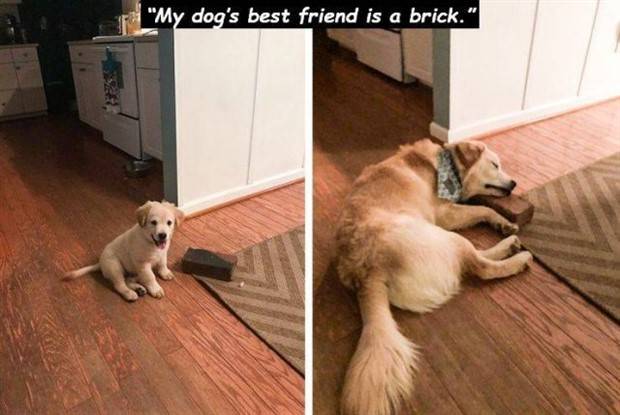 funny-pets-and-animals-15.jpg