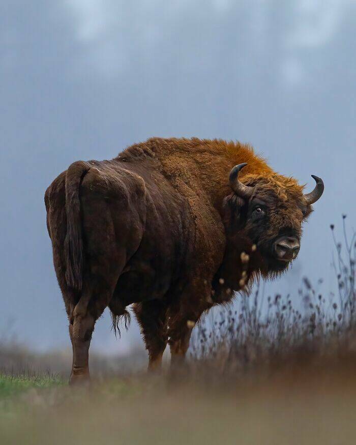 wildlife_as_youve_never_seen_it_640_high_29.jpg