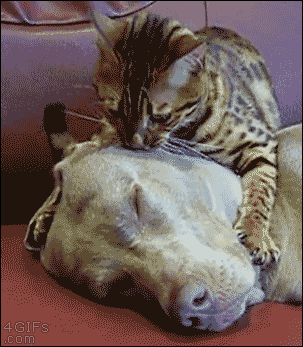 Cat-massages-dogs-face.gif