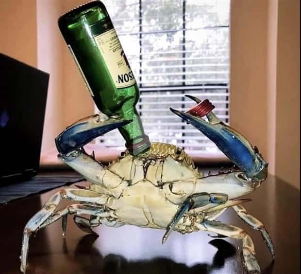 party-crabs-4.jpg