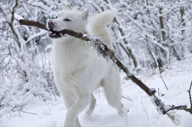 snow_never_fails_to_surprise_animals_that_experience_it_for_the_first_time_640_24.jpg