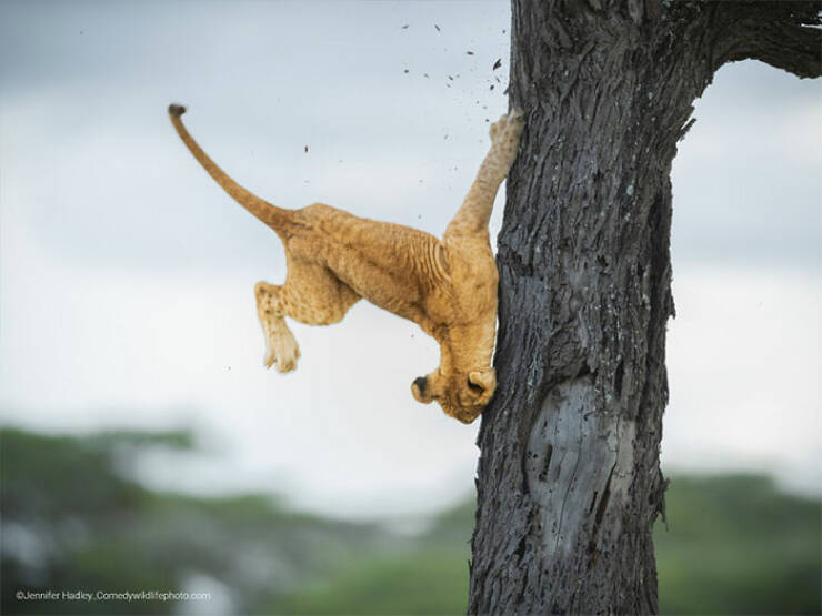 a_safari_of_giggles_the_best_shots_from_comedy_wildlife_photography_640_45.jpg