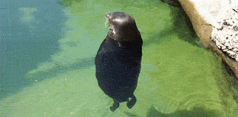 gif-seal-water-spin-643039.gif