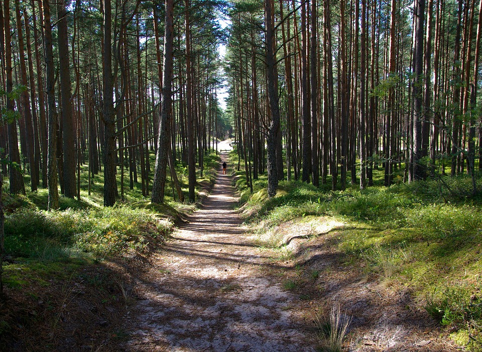pine-forest-912345_960_720.jpg