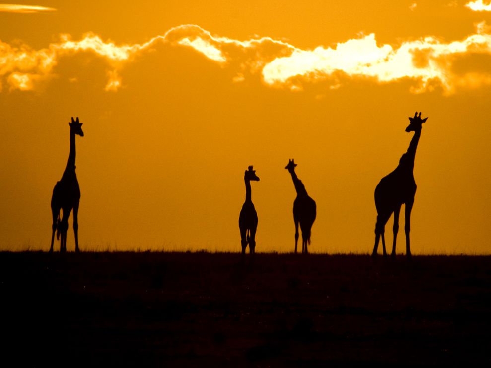 giraffes-sunset-crossley_3686_990x742.jpg