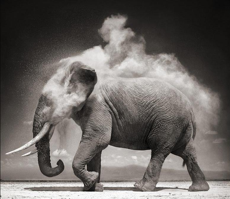 elephant-cooling-itself.jpg