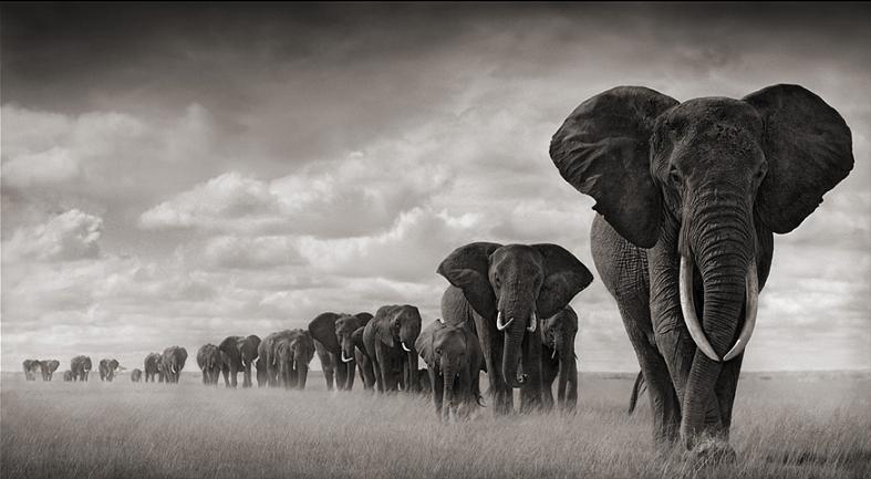 elephants-travelling-in-line.jpg