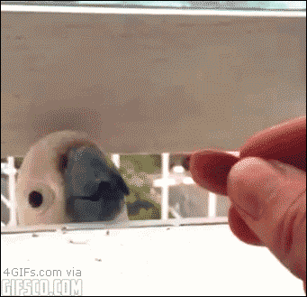 Trolling-parrots-with-seed.gif