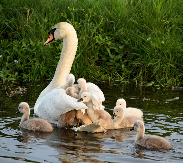 cygnet-and-mother-swan.jpg