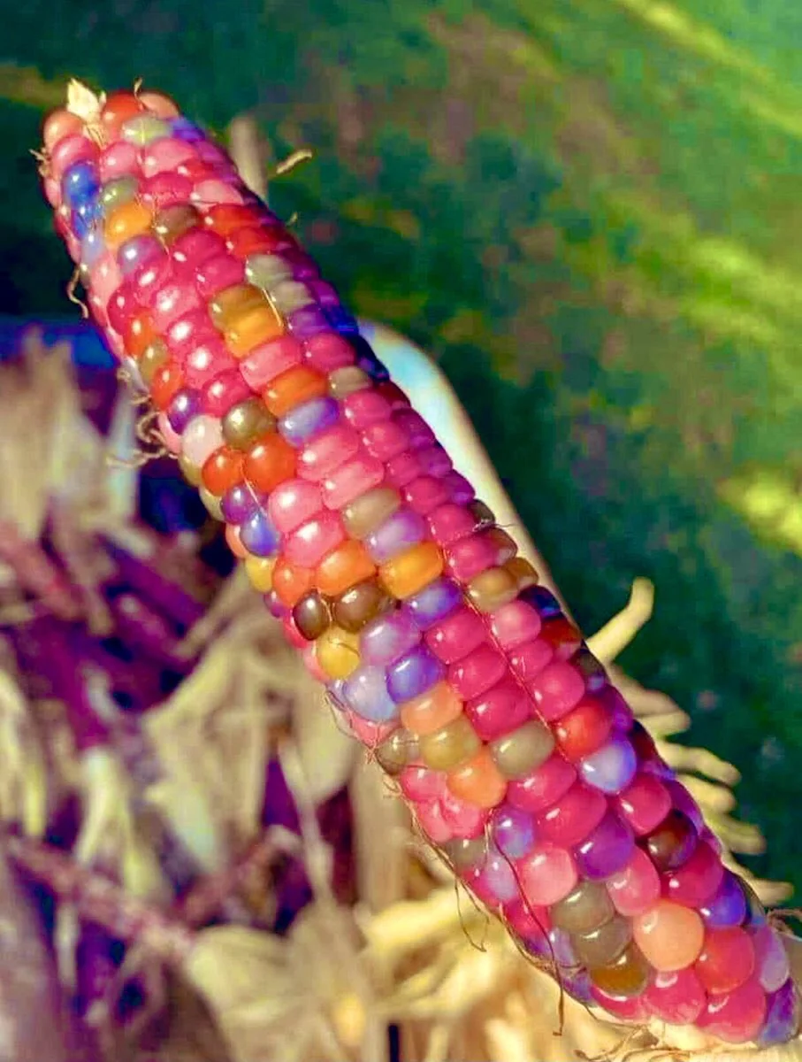 glass-gem-corn-grown-by-a-cherokee-farmer-a-mix-of-ancient-v0-vwiju2annhua1.jpg