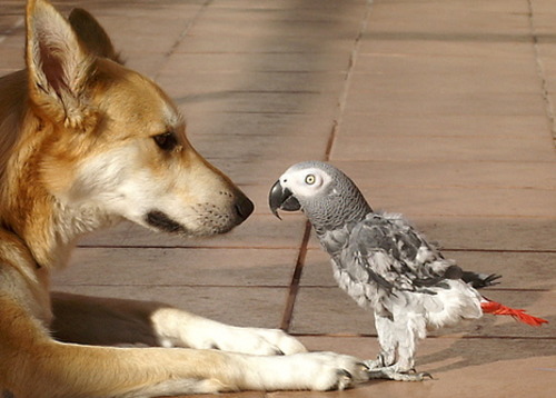 dog_vs_parrot.jpg