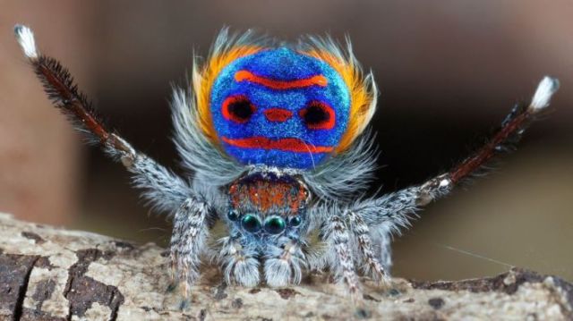 unusual_insects_and_animals_that_are_naturally_colorful_640_19.jpg