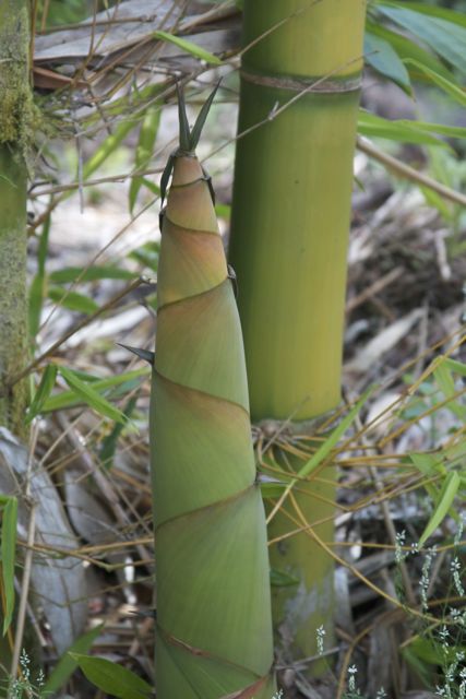 bamboo-plant-hawaii.jpg