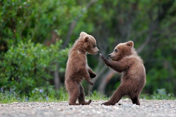 bearfight.jpg