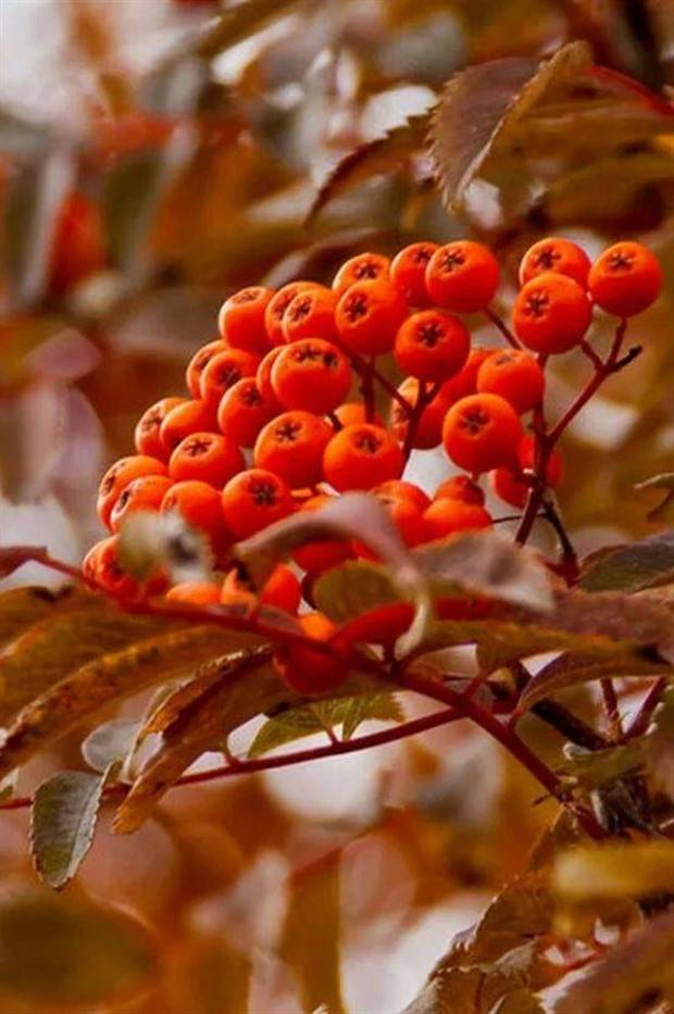 autumn-beauty-26.jpg