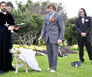 dog-marriage.jpg