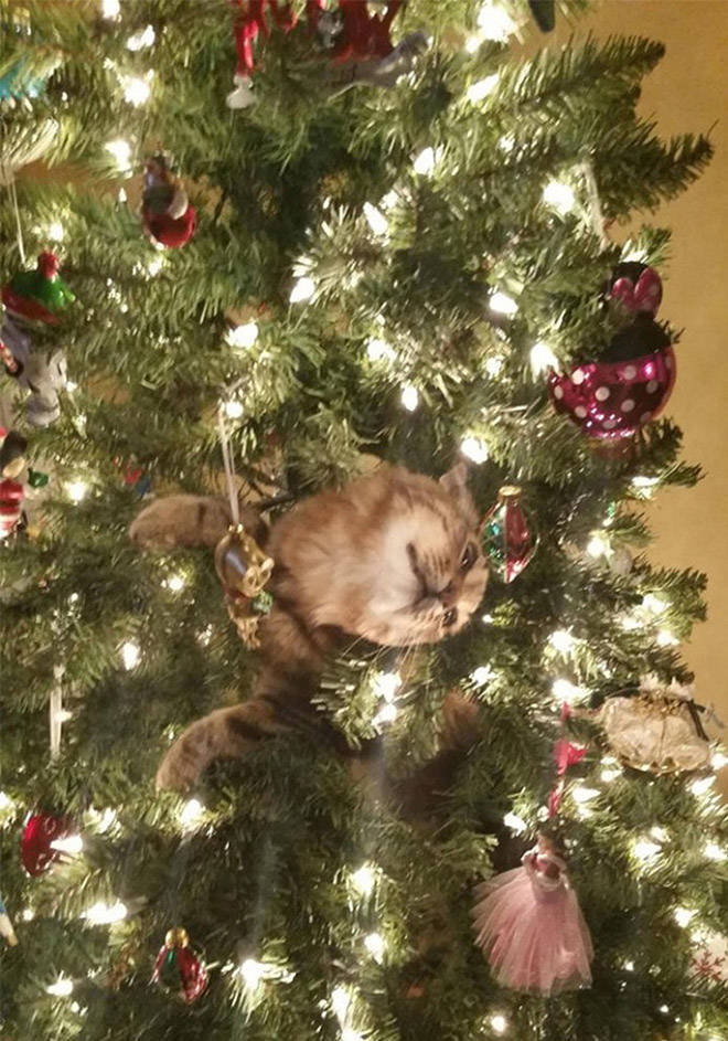 cats_love_christmas_trees_640_high_07.jpg
