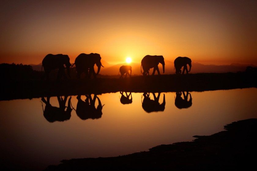 Elephants-in-Sunrise-840x559.jpg