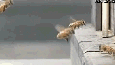 59569r9.gif