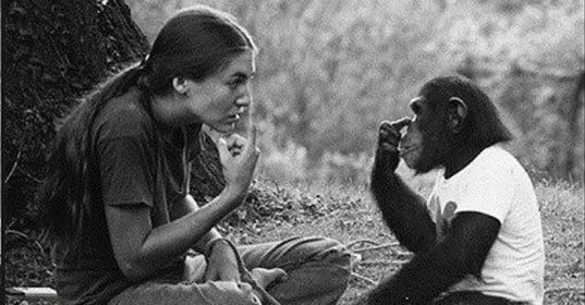 smart-chimpanzee-talking-human.jpg