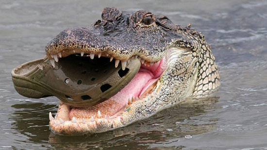 funny-ironic-croc-eating-croc-shoe.jpg