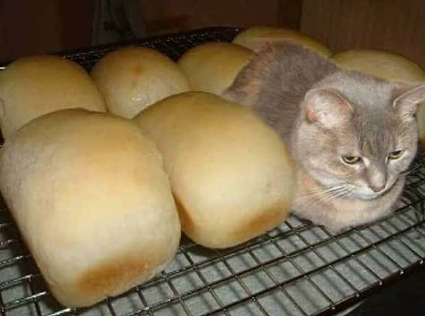 funny-animals-3.jpg