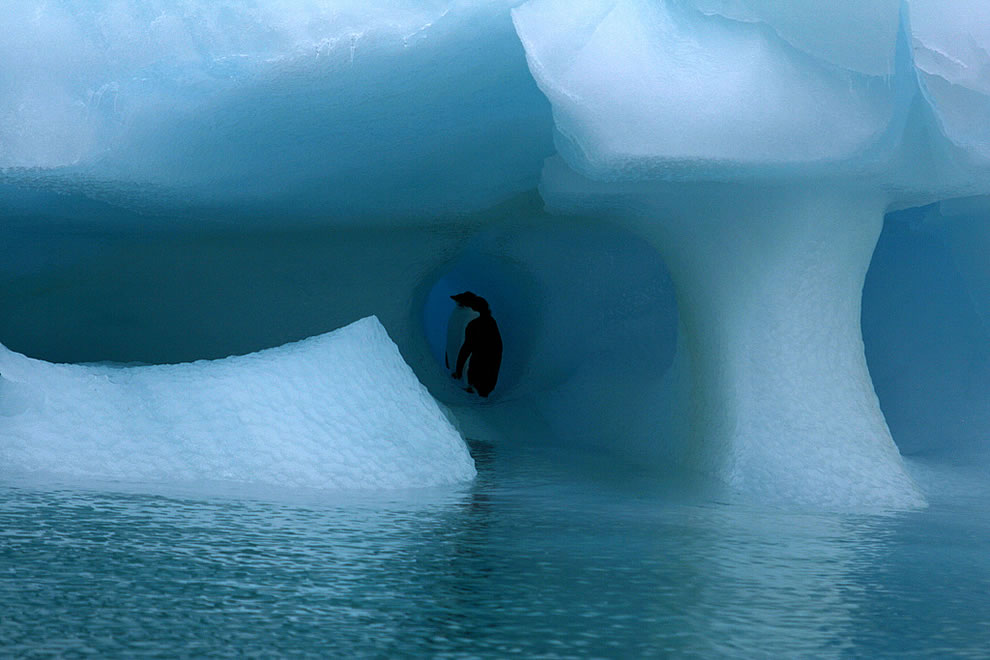 Ice-penguins.jpg