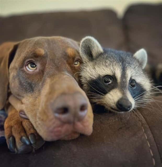 funny-animals-9-3.jpg