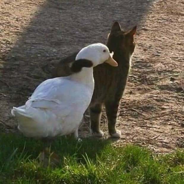 funny-animals-17.jpg