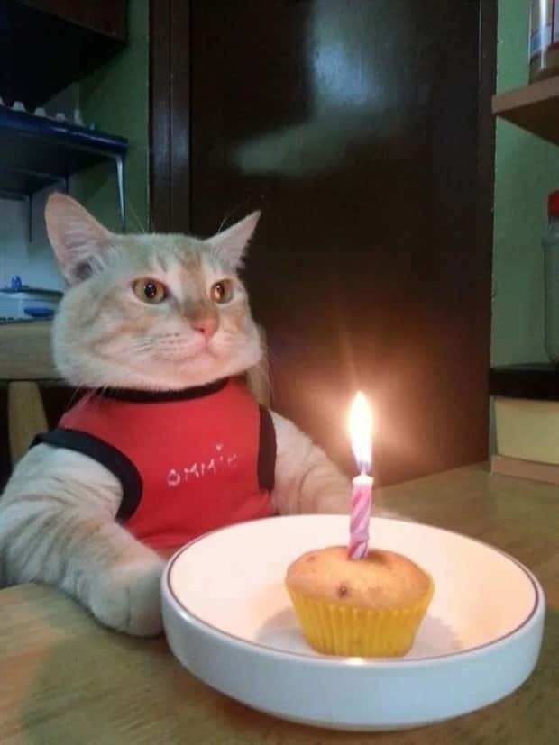 funny-animals-25.jpg