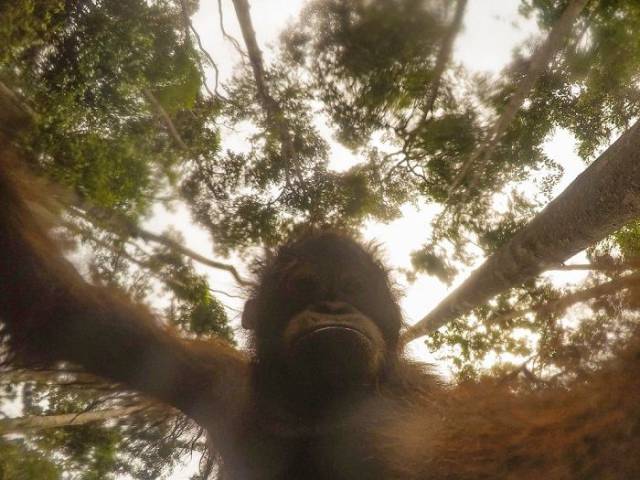 orangutans_love_selfies_as_well_640_04.jpg