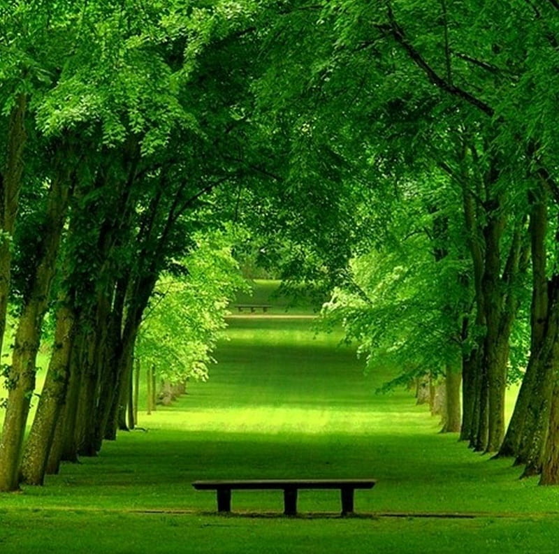 greenery.jpg