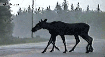 1291922756_8-legged-moose.gif
