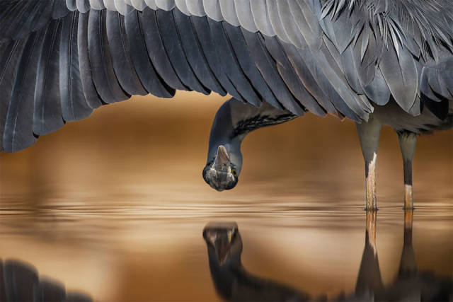 bird_photographer_of_the_year_winners_are_announced_and_their_works_are_beautiful_640_09.jpg