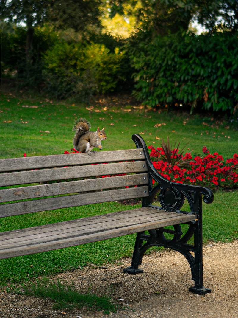 squirrel-sitting-on-a-bench-v0-cl1tsa8riukb1.jpg
