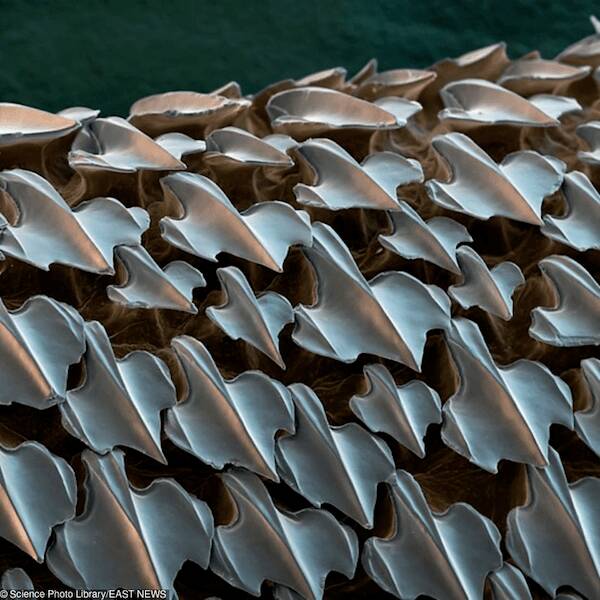 microscopic_marvels_the_fascinating_world_up_close_640_03.jpg