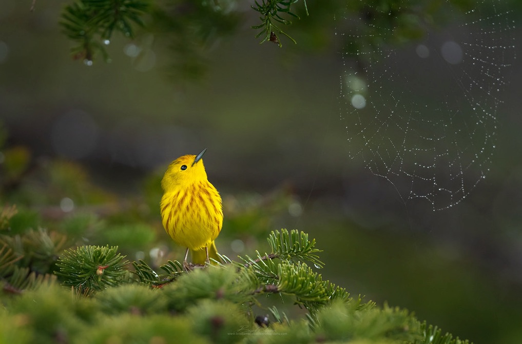 Yellow_Warbler.jpg