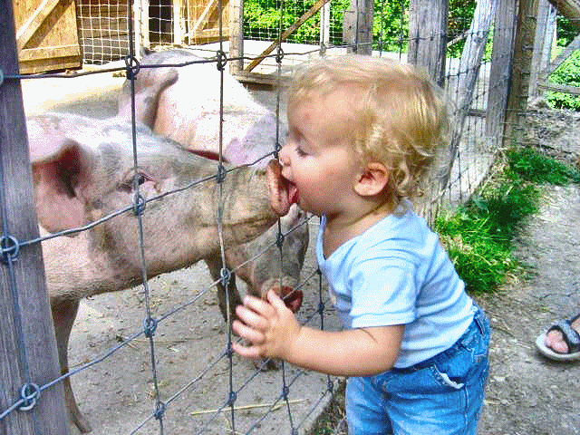 pig%20and%20child.gif