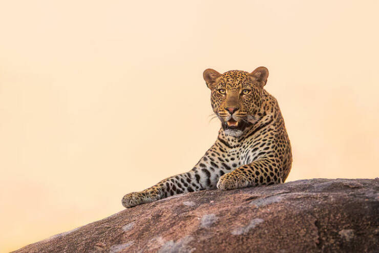 breathtaking_animal_moments_that_capture_natures_magic_640_09.jpg