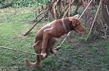 1335371614_dog_on_a_rope.gif