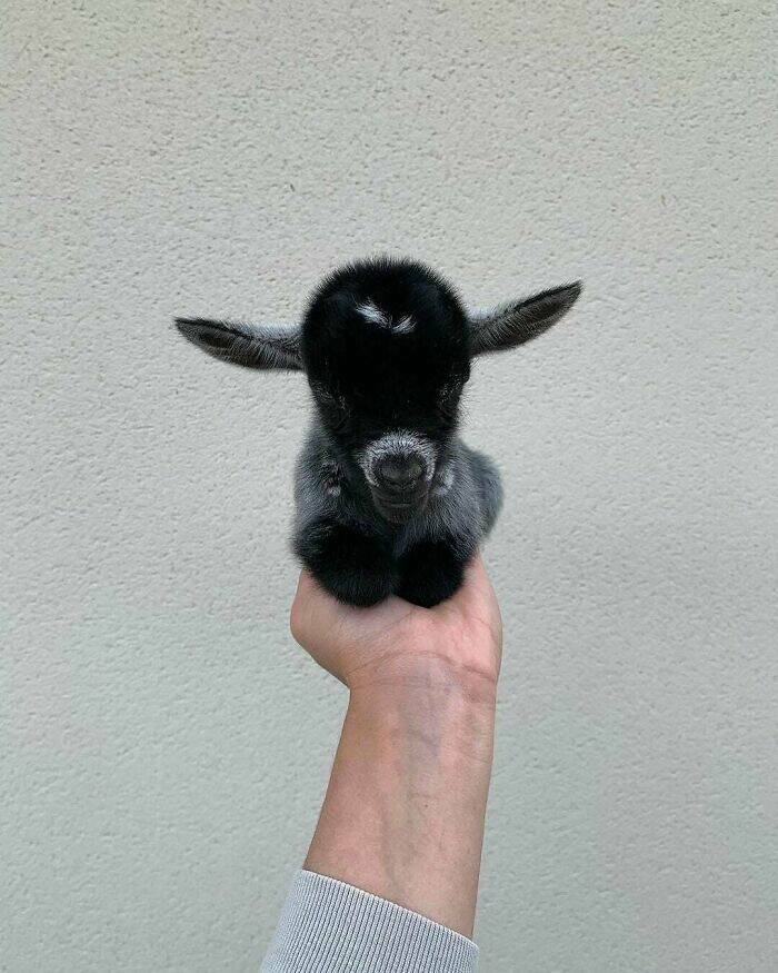 adorable_pics_that_feel_like_a_hug_for_your_soul_640_high_47.jpg