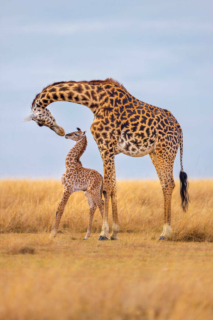 breathtaking_animal_moments_that_capture_natures_magic_640_high_01.jpg