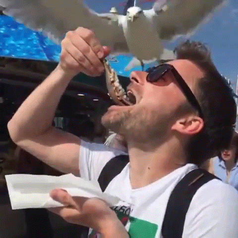 a-man-wants-to-eat-fish-but-a-seagull-decided-otherwise.gif