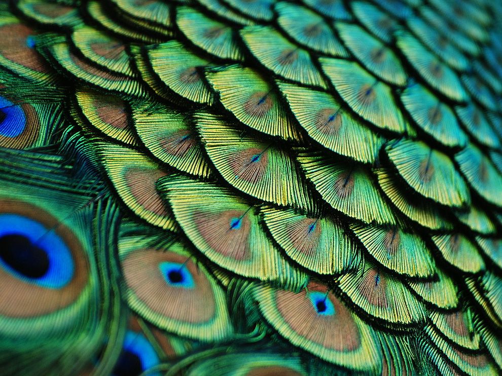 peacock-feathers-florida_56547_990x742.jpg
